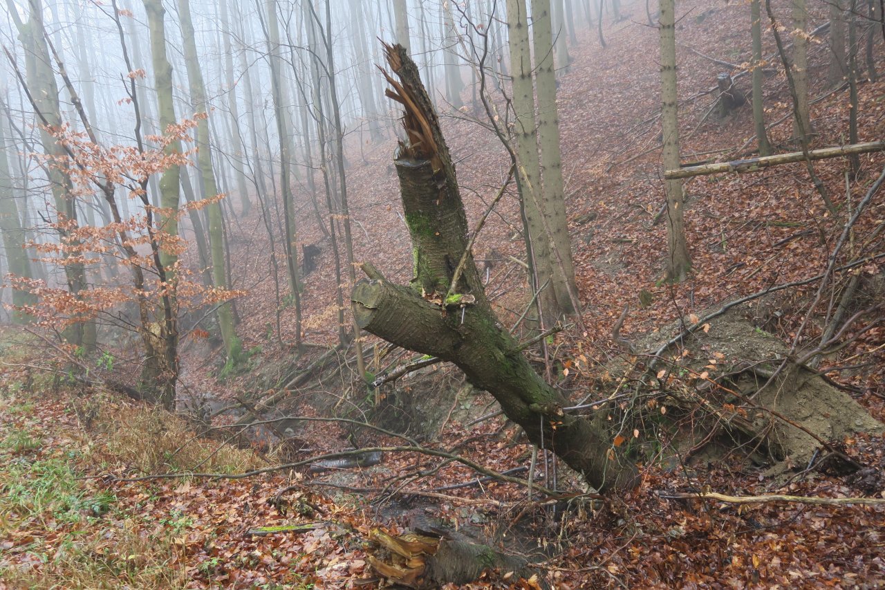 Violette Knorpelschichtpilz in Pilzfinder App spotted by JosefH on 19.12.2020