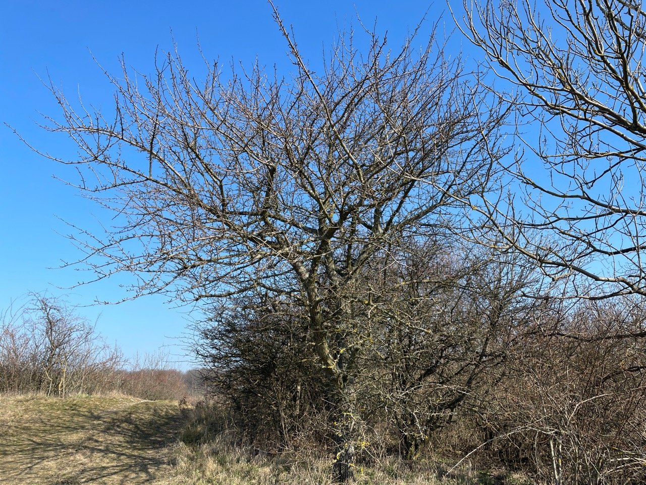 Eine andere Obstart in Naturkalender App spotted by Franz on 02.03.2021