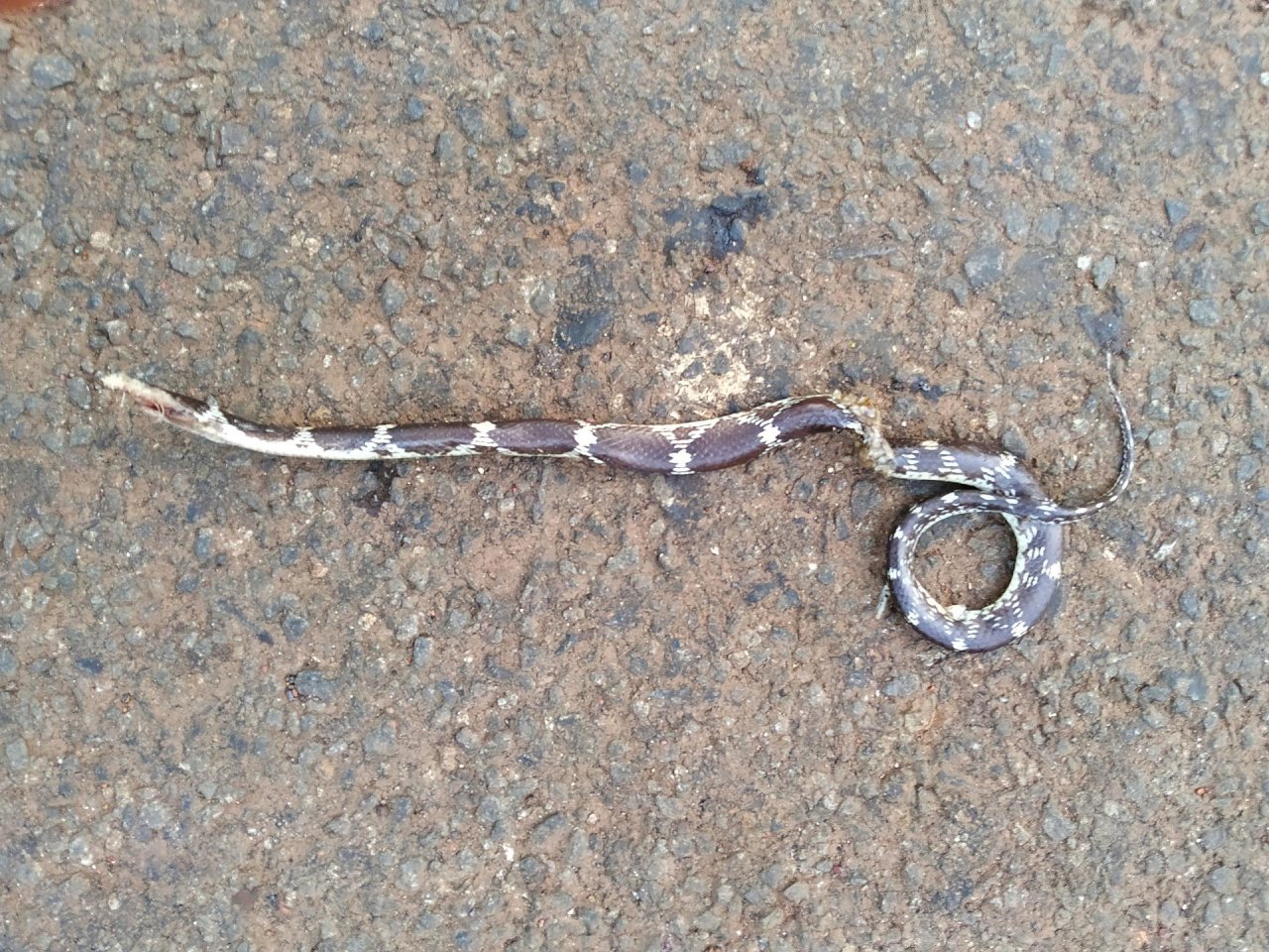 Schlange in Roadkill App spotted by Nikhil17 on 12.12.2020