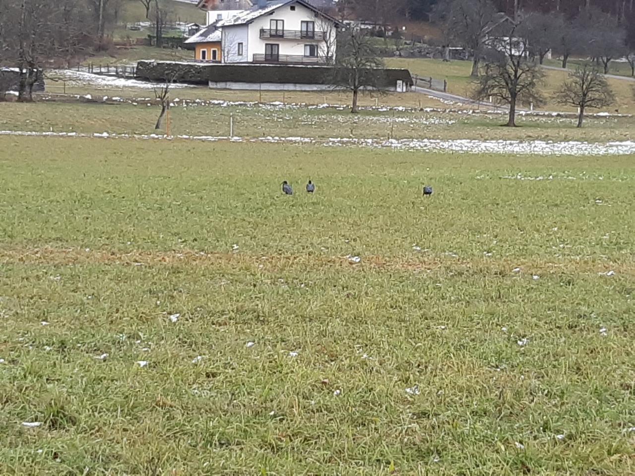 Waldrapp in Forschen im Almtal App spotted by Pamela Leberbauer on 13.12.2020