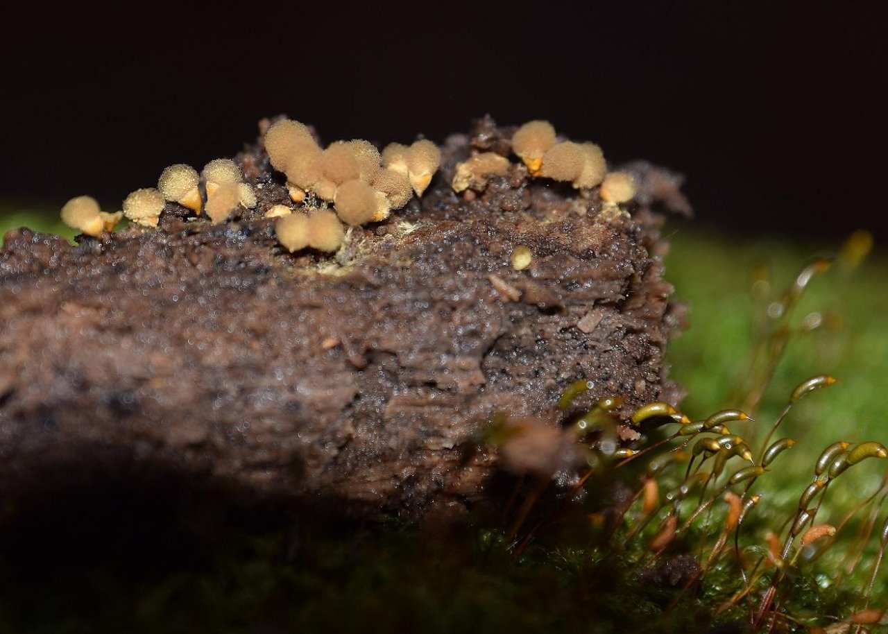 andere Pilzformen in Pilzfinder App spotted by Markus Sabor on 13.12.2020