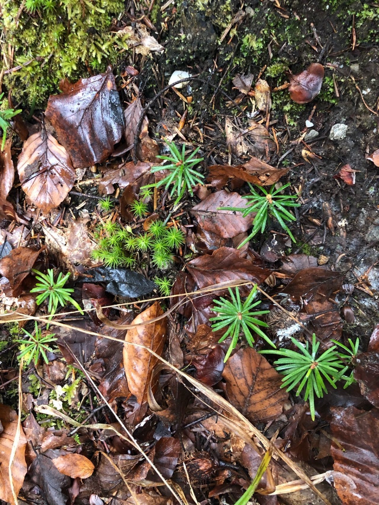 Eine andere Baumart in Naturkalender App spotted by Morgentau on 20.12.2020