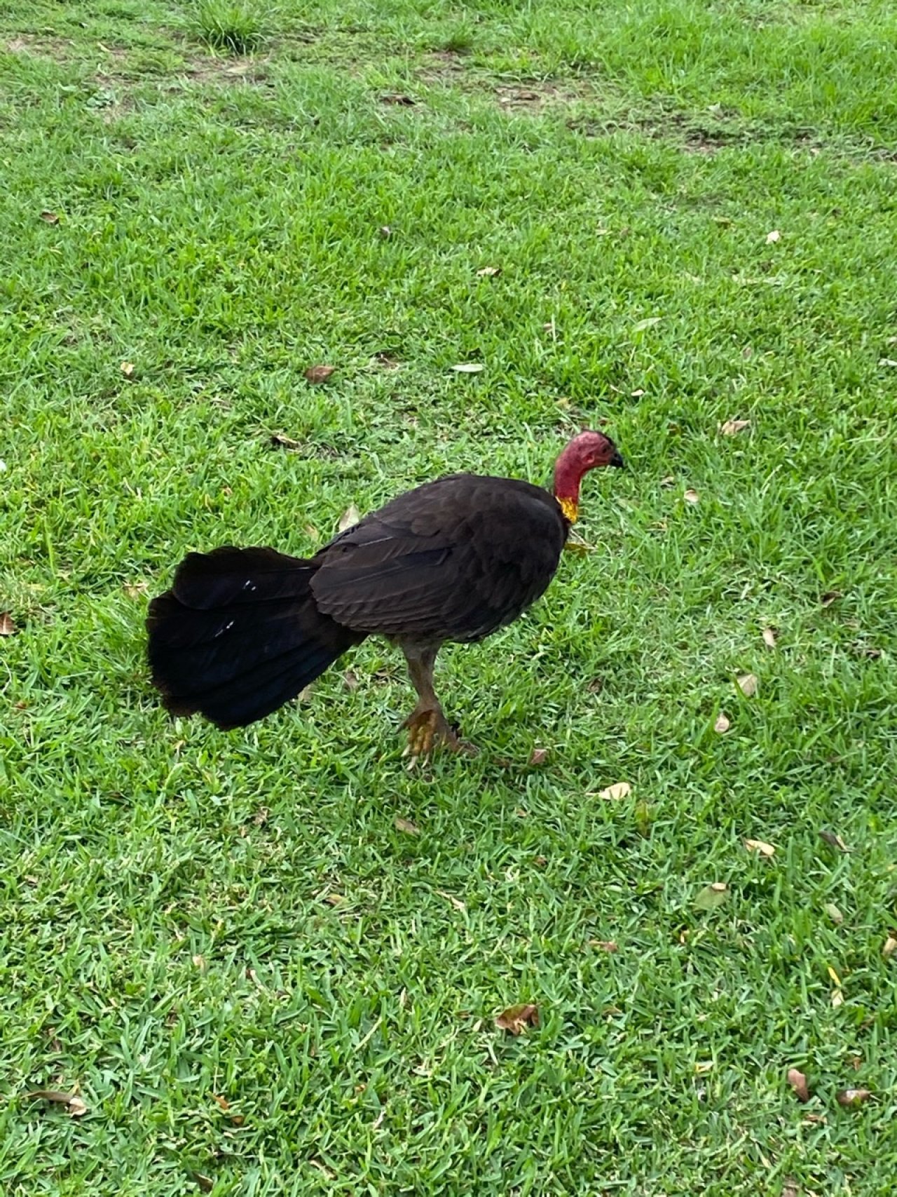 birds in BrushTurkeys App spotted by drkate on 01.01.2021