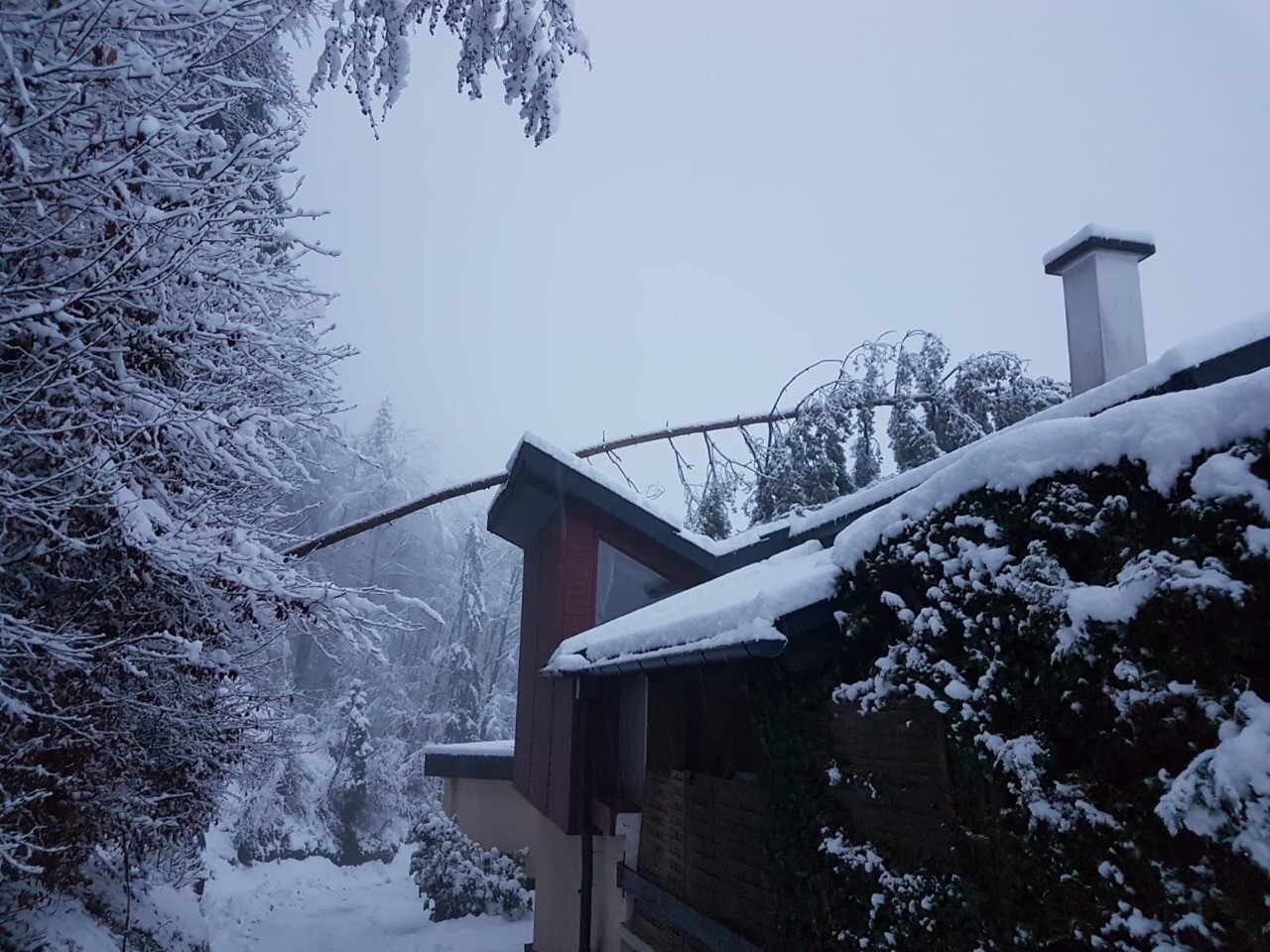 Haus einer Nachbarin mit Föhre auf dem Dach 😬 | Naturkalender App 