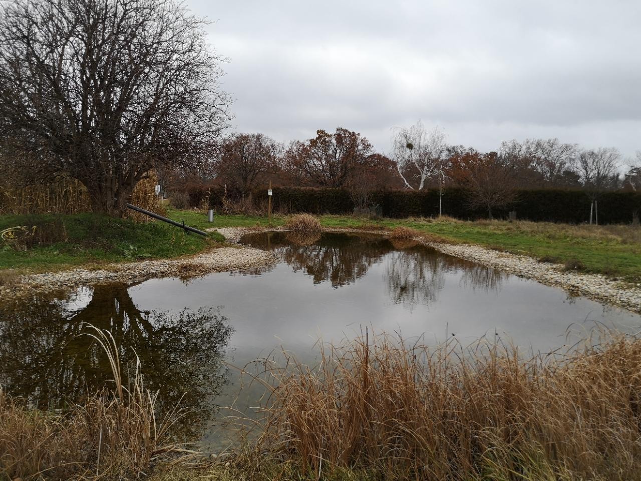 Eis wieder weg | Naturkalender App | 09.12.2020
