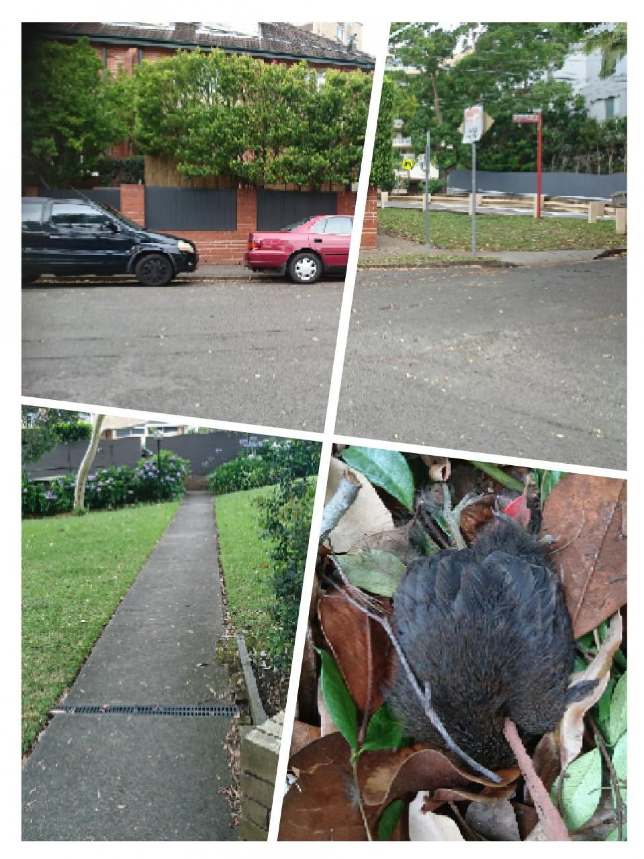 birds in BrushTurkeys App spotted by Langley on 28.12.2020