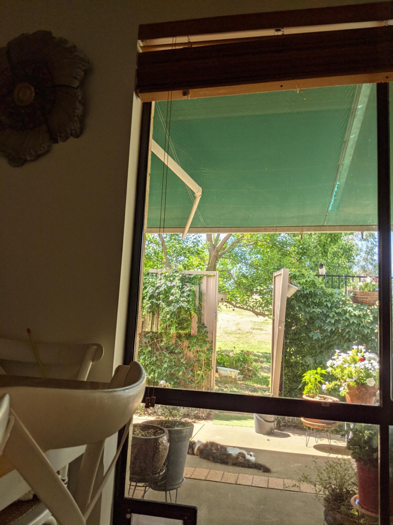 Other bird in Big City Birds App spotted by Merilyn Irons on 13.12.2020