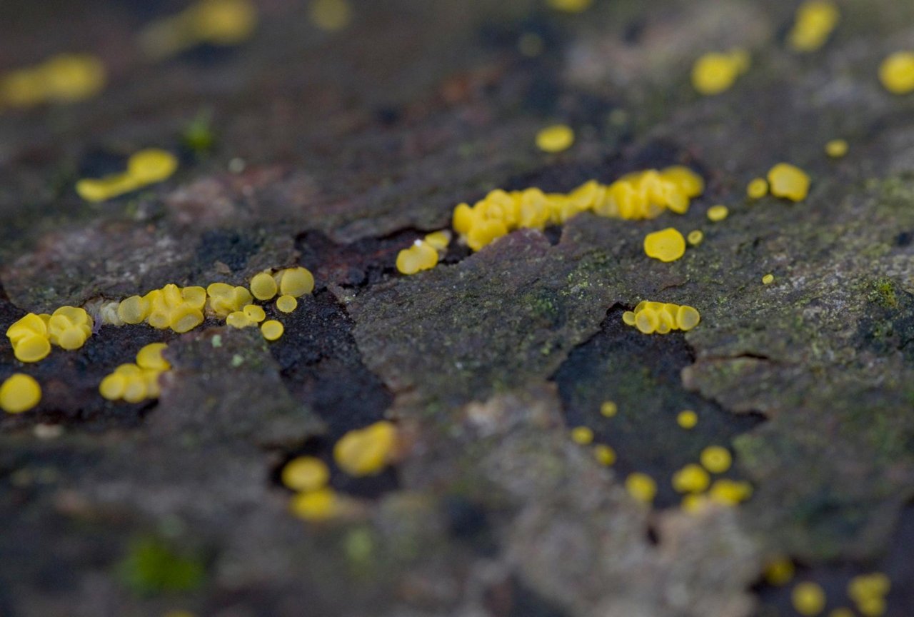 anderer Keulen- / Korallenpilz in Pilzfinder App spotted by Danny VG on 02.11.2020