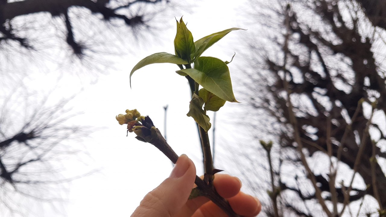 Plants in NatureSpots App spotted by Ka vonSeiten on 02.01.2021