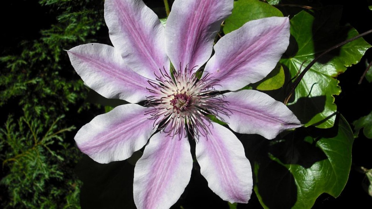 Clematite