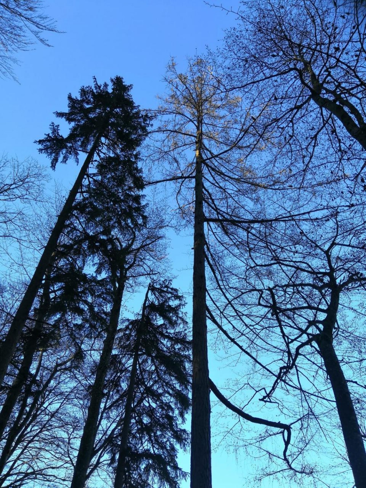 | Naturkalender App | 18.11.2020