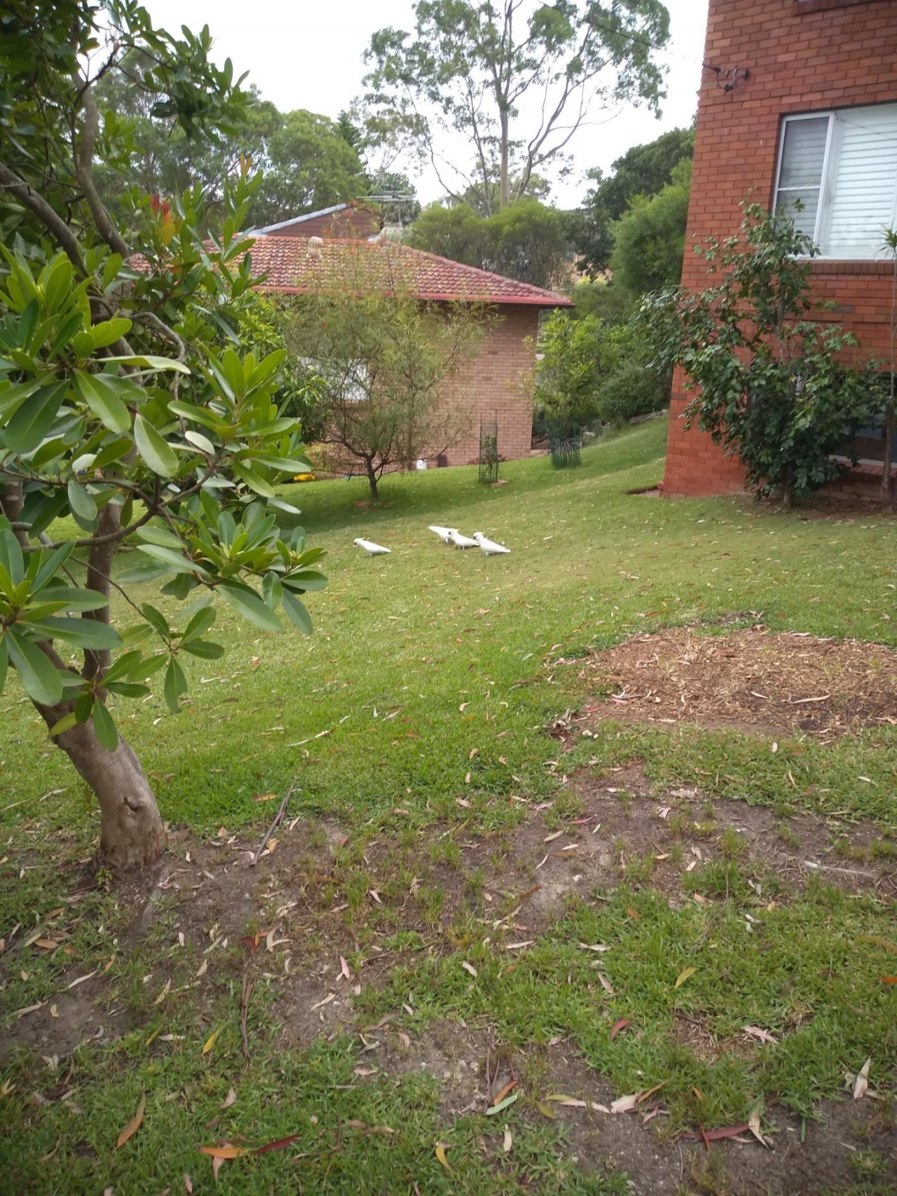 Sulphur-crested Cockatoo in Big City Birds App spotted by LumixLoon on 15.01.2021