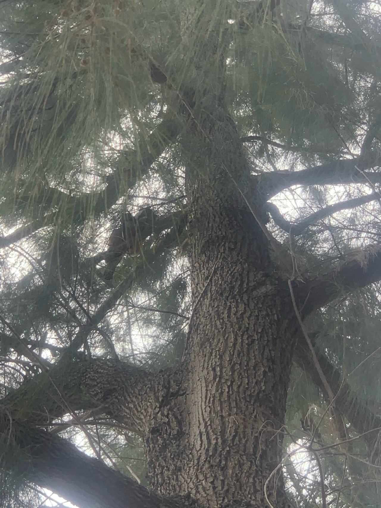 Other bird in Big City Birds App spotted by Amy Stiegler on 13.12.2020