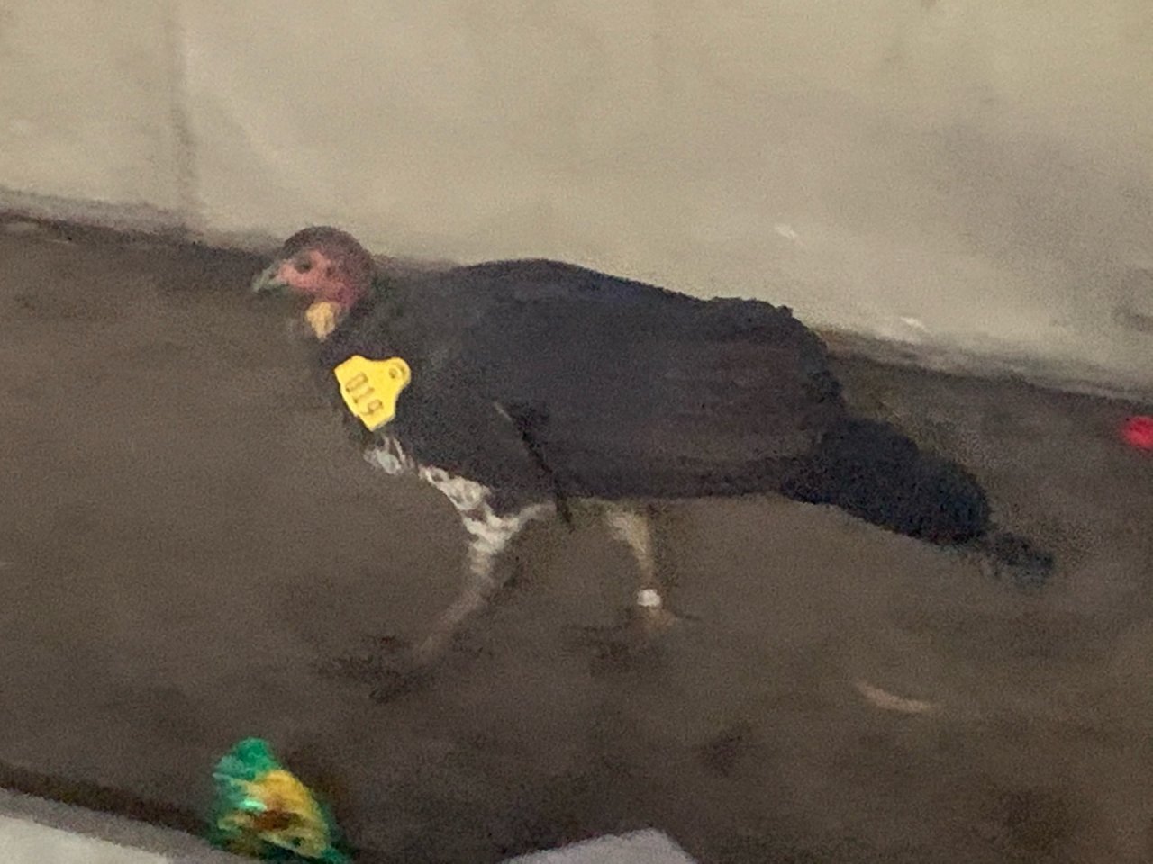 Brush-turkey in Big City Birds App spotted by John Martin on 13.01.2021