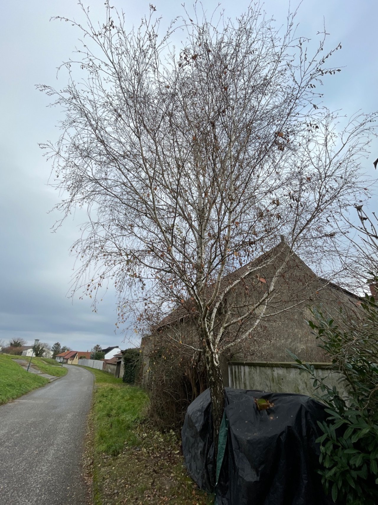 Eine andere Baumart in Naturkalender App spotted by Franz on 13.12.2020