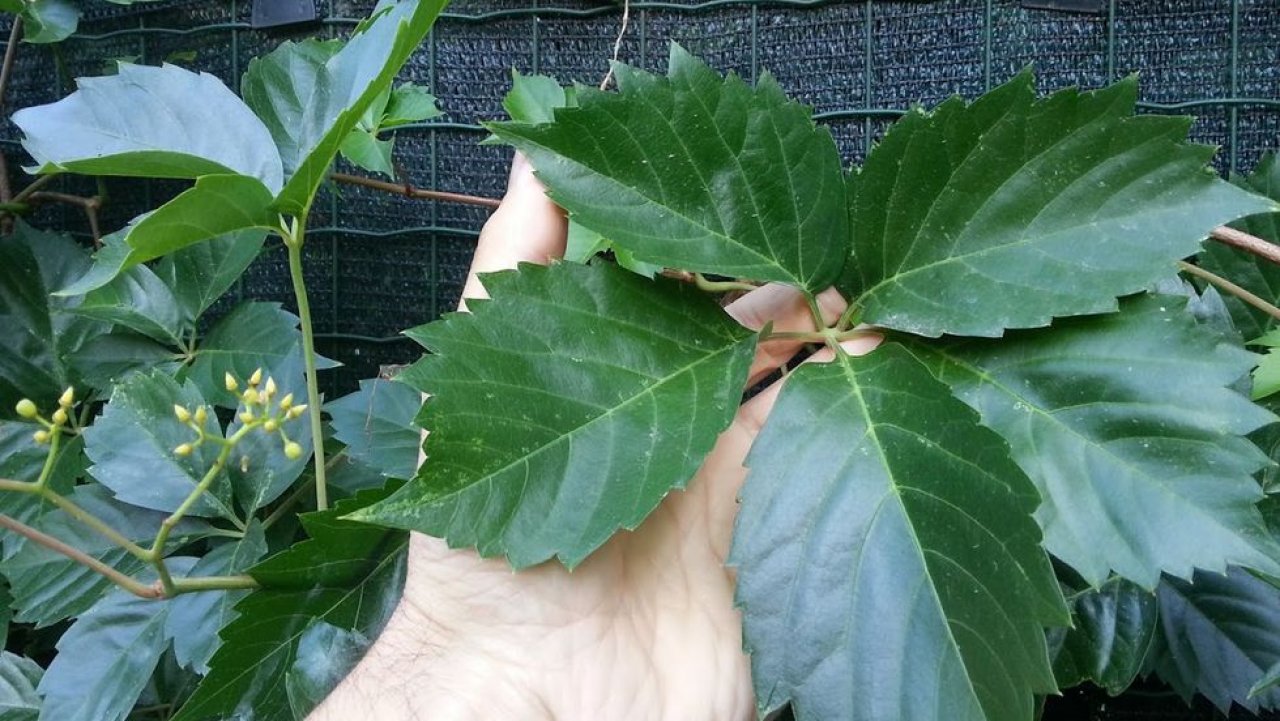 Trepadeira-virgínia