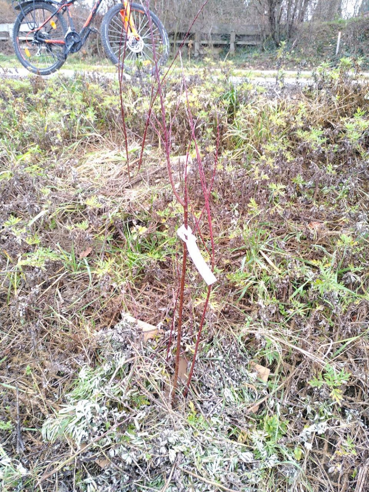 Purpur Weide in Naturkalender App spotted by TheOSWR on 18.12.2020