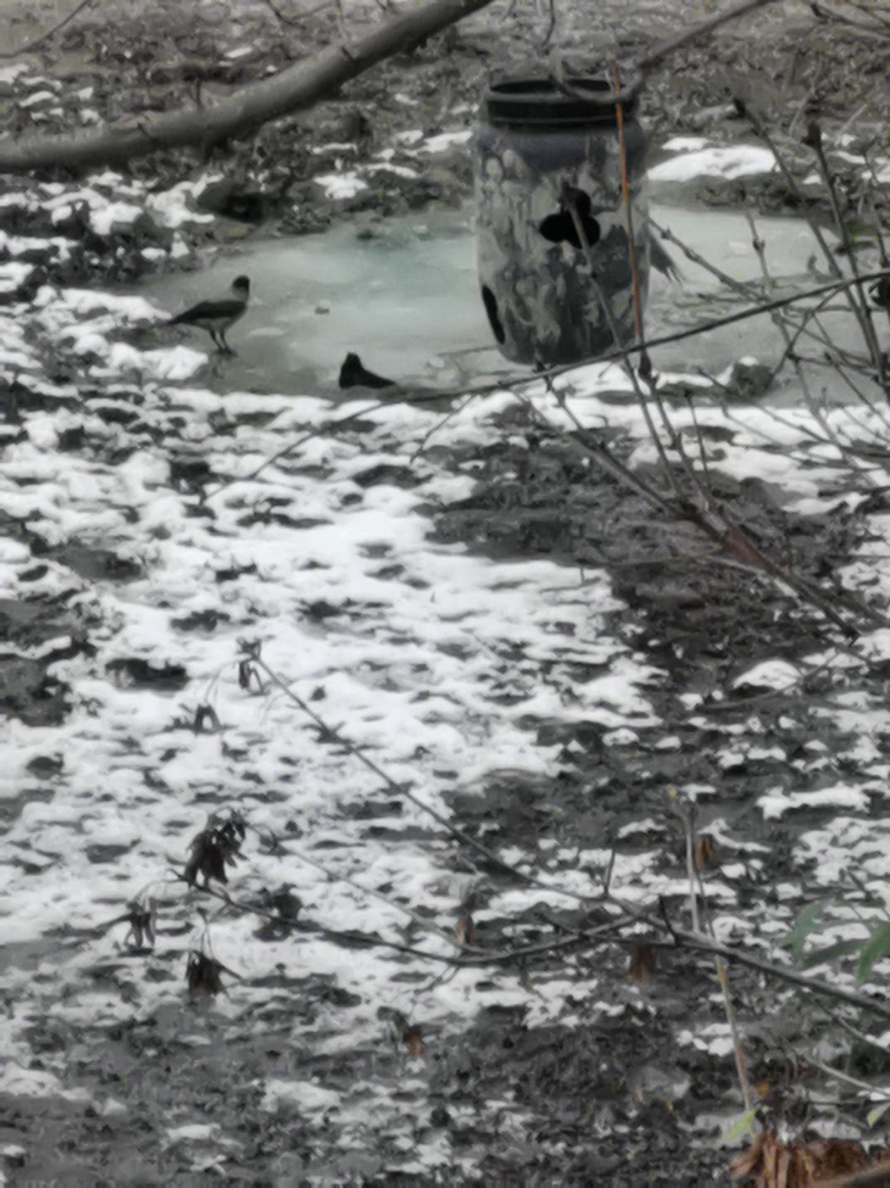 Hooded Crow in KraMobil App spotted by Felix Kollarz on 28.01.2021