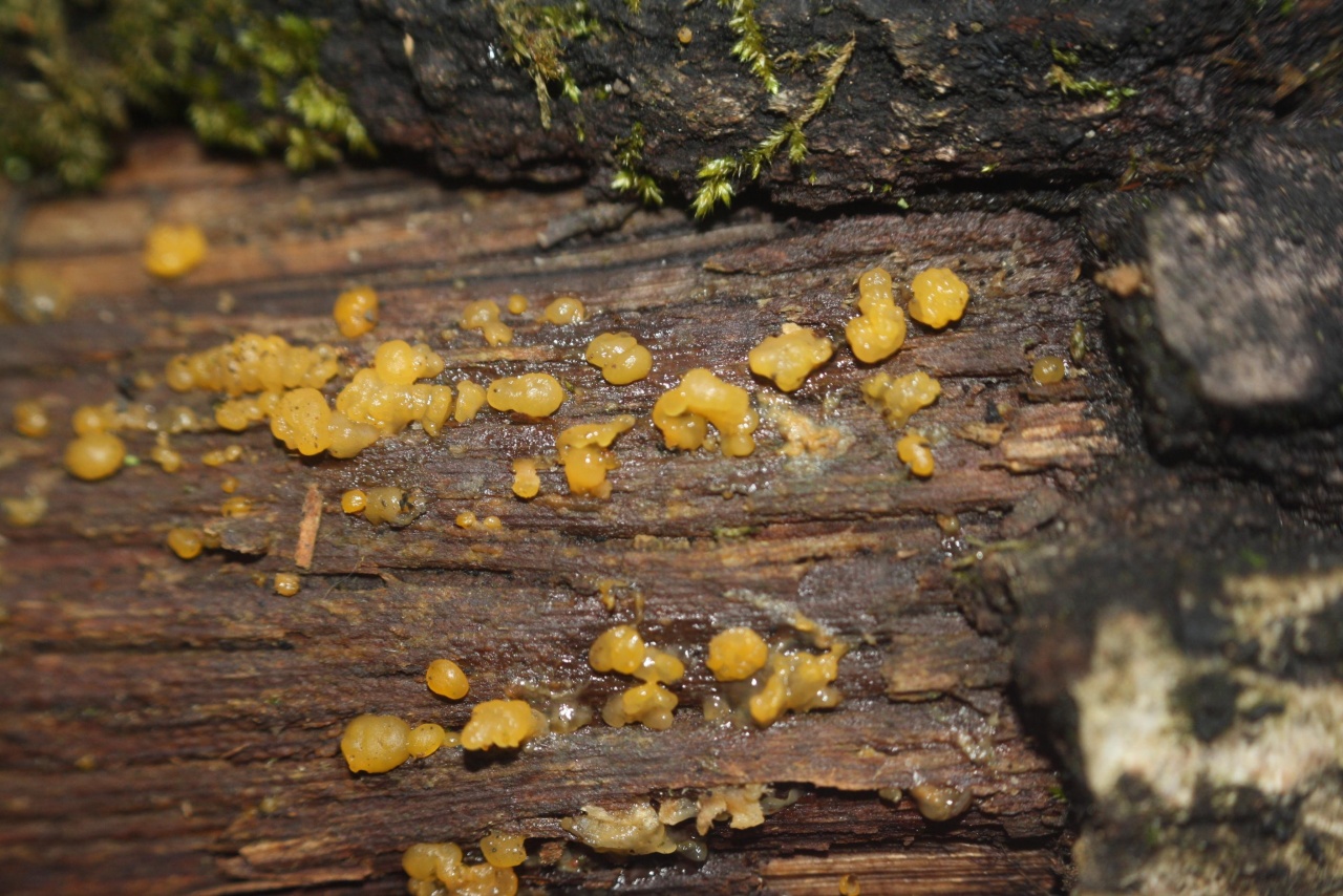 Zitronengelbe Reisigbecherchen (Bisporella citrina),
on a branch; deciduous tree; deadwood; lying open; 