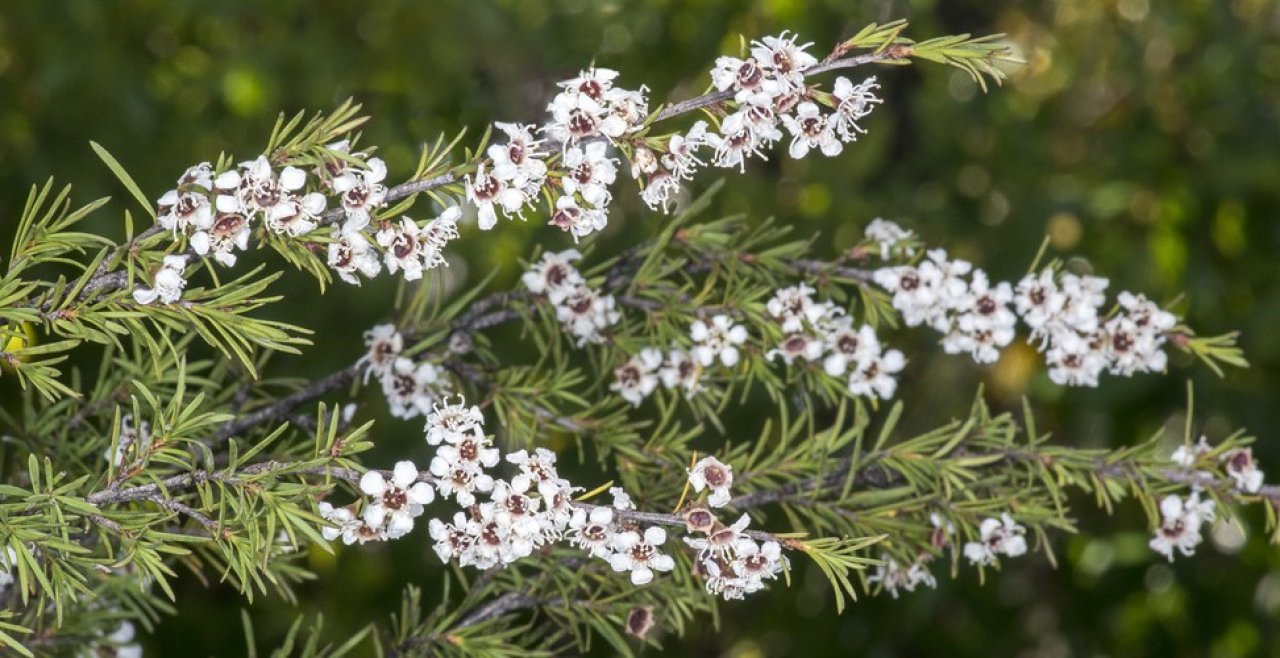 Kānuka
