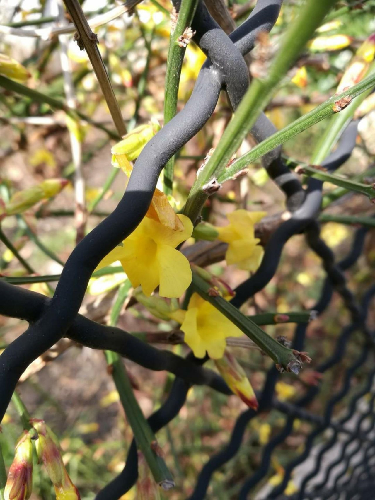 Plants in NatureSpots App spotted by Insectsvienna on 05.02.2021