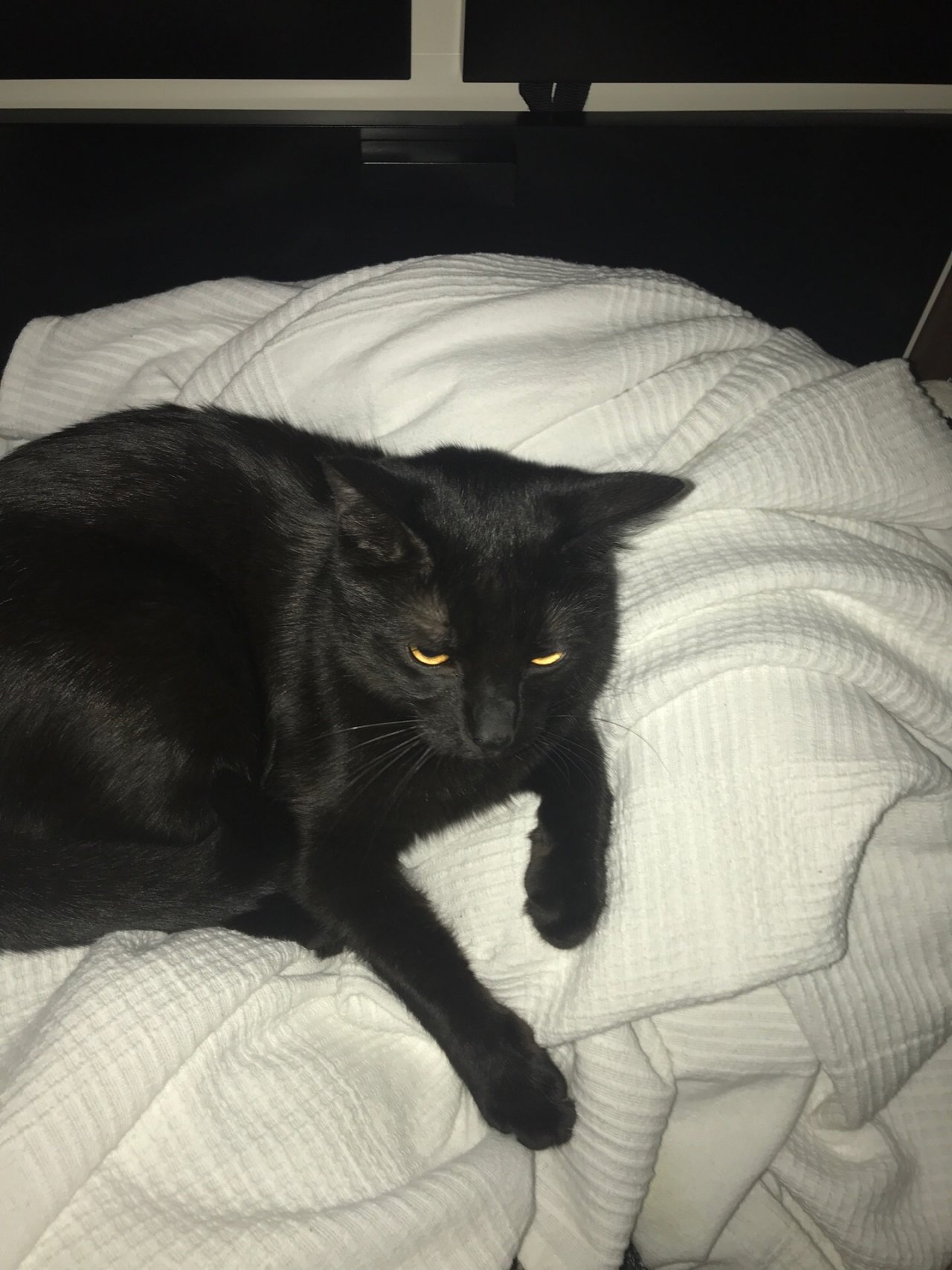 Animals in NatureSpots App spotted by Noah Explorer on 31.01.2021