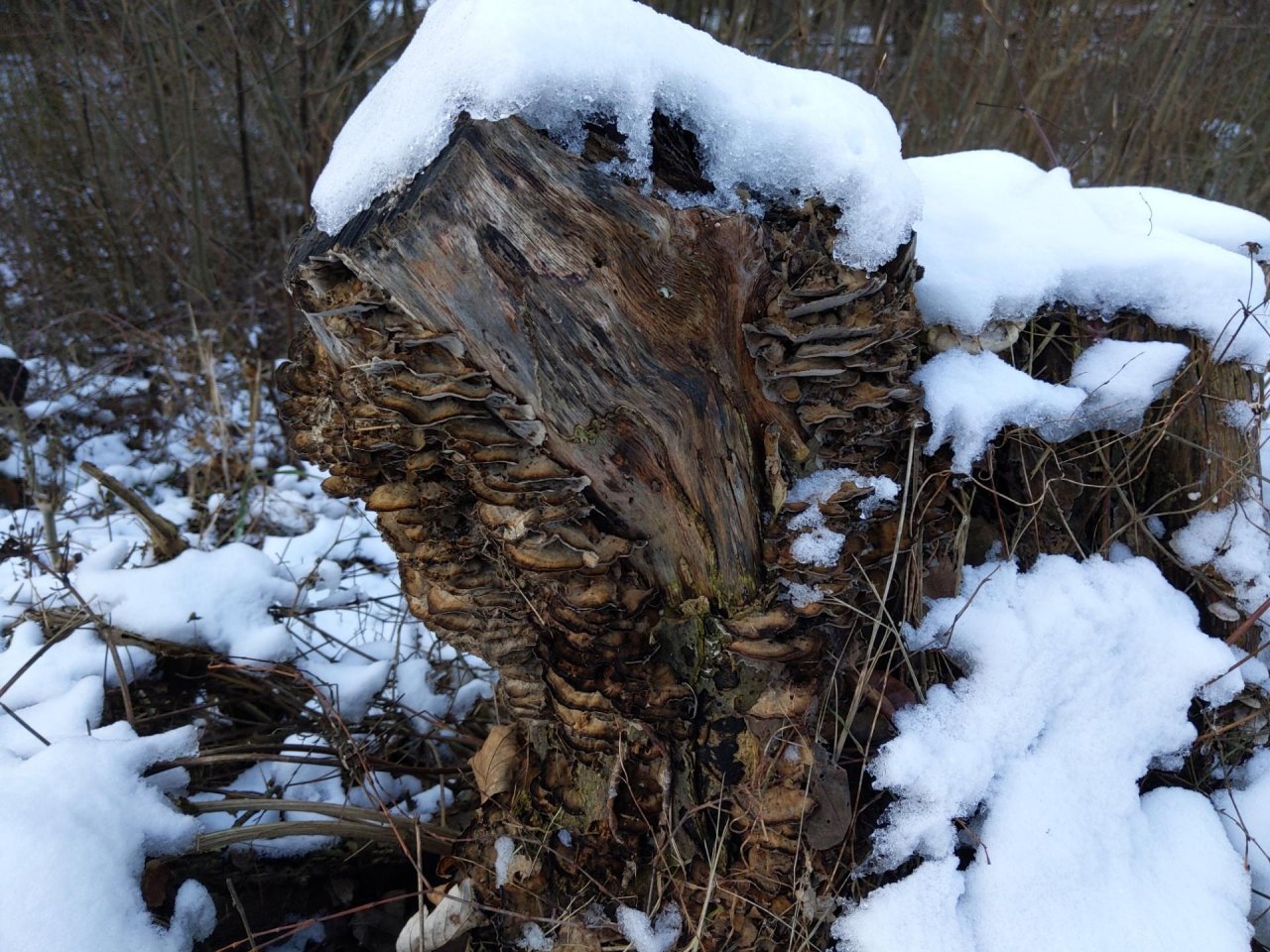 Fungi in NatureSpots App spotted by stevee on 10.01.2021