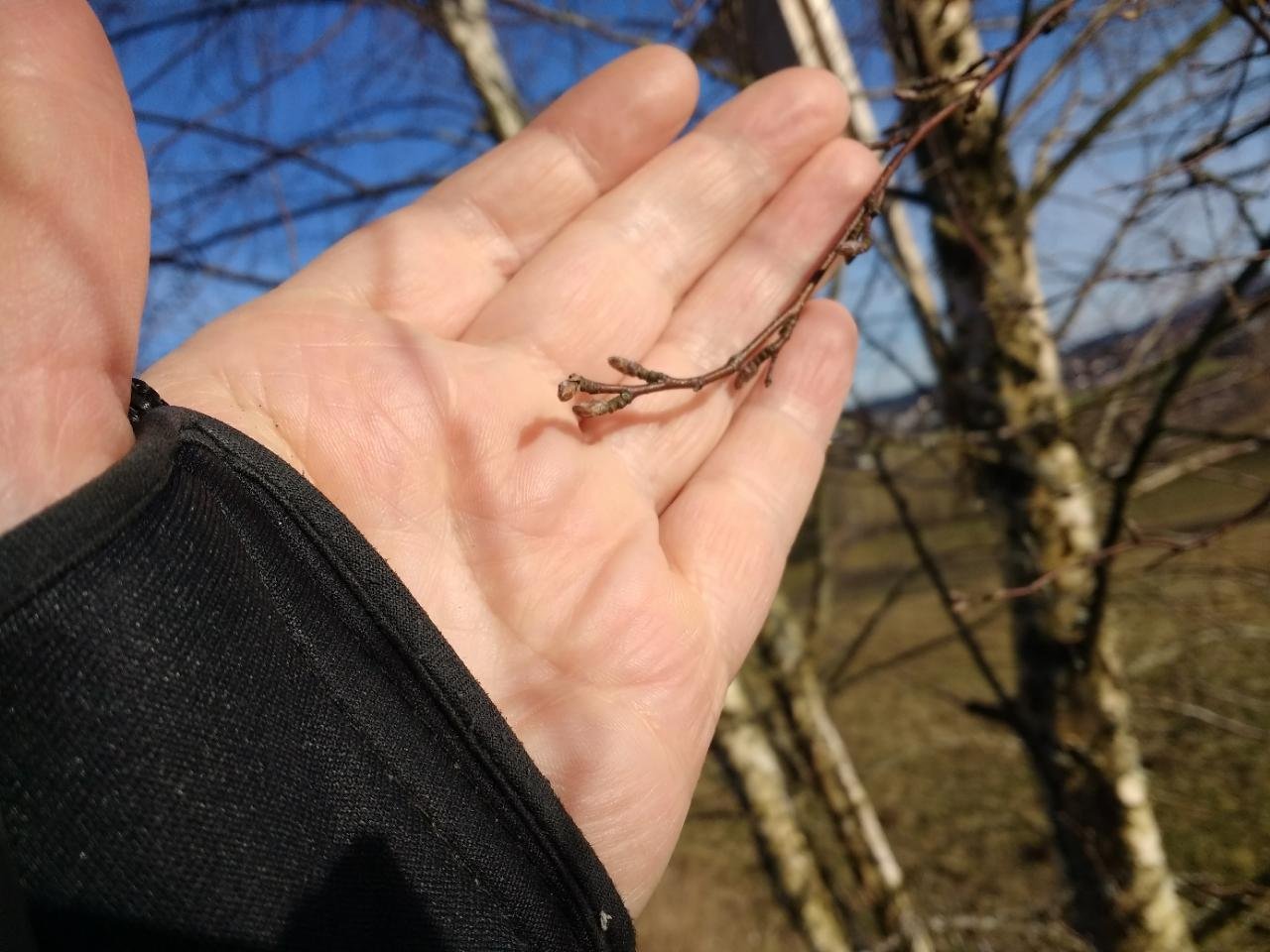 Eine andere Art in Naturkalender Oberösterreich App spotted by Helene Kücher on 18.02.2021