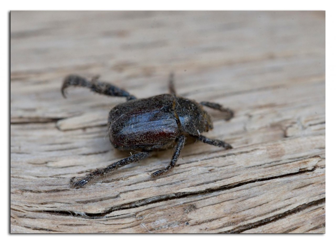 Animals in NatureSpots App spotted by Danny VG on 04.06.2020