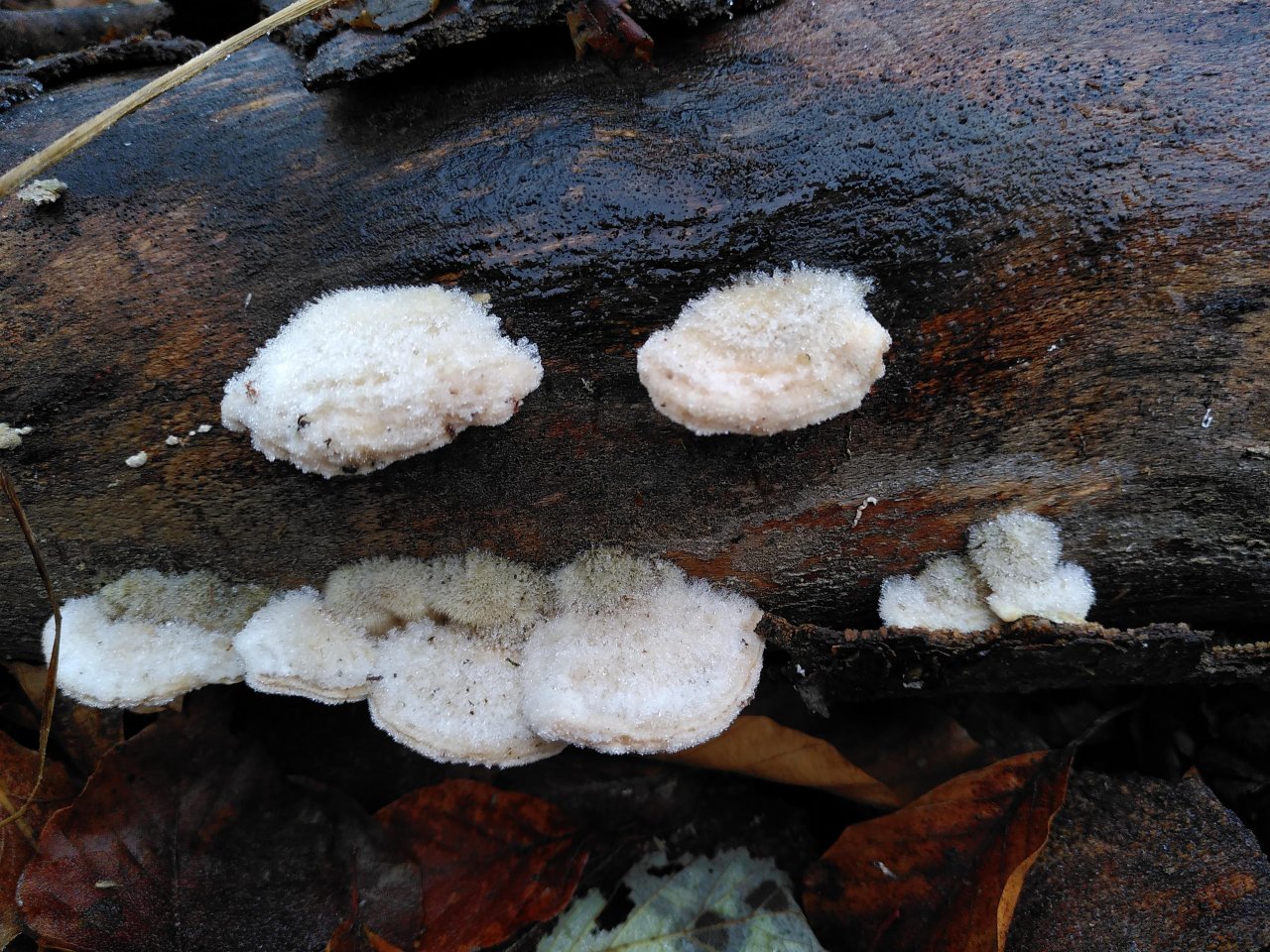 Zottige Tramete in Pilzfinder App spotted by TheOSWR on 02.01.2021