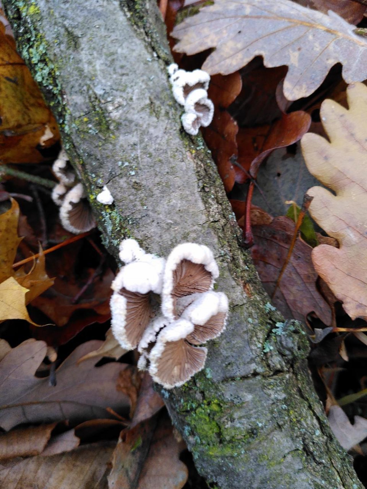 Spaltblättling in Pilzfinder App spotted by TheOSWR on 13.12.2020