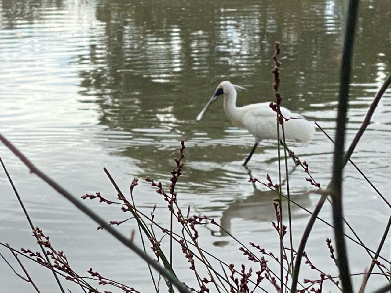 Other bird in Big City Birds App spotted by Karen Cornelius on 02.02.2021