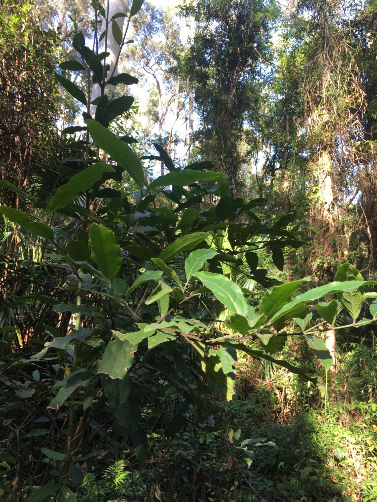 Other plant in ClimateWatch App spotted by Dave Johnston on 13.03.2021