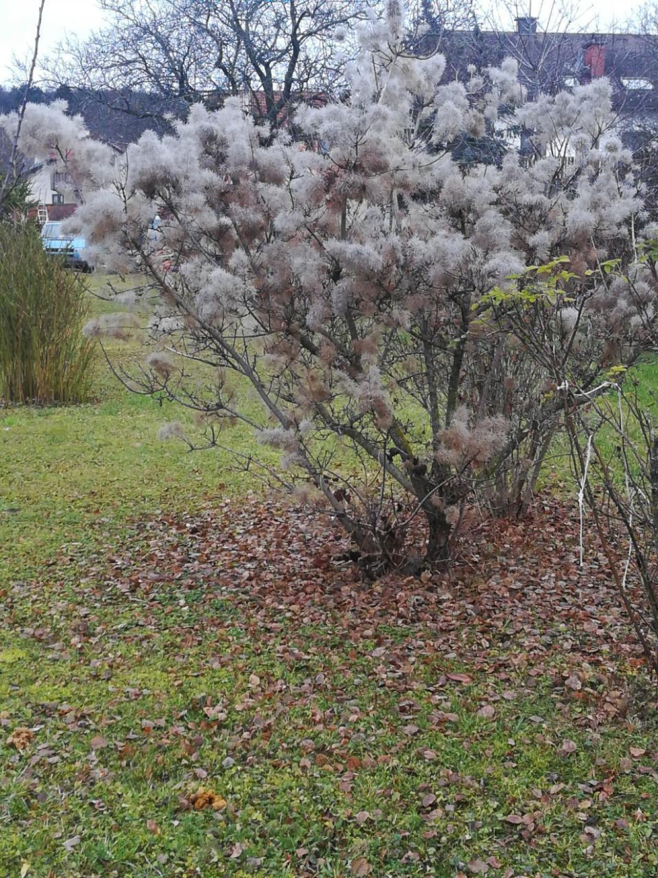 Eine andere Strauchart in Naturkalender App spotted by Elisabeth Haselberger on 20.12.2020