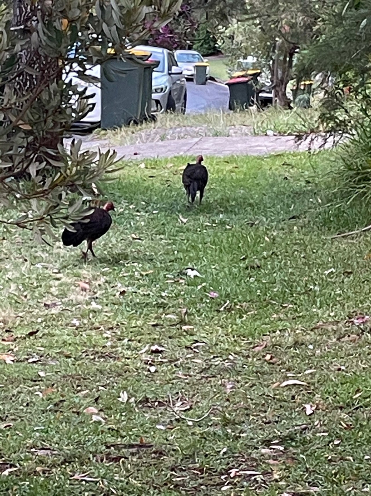 Brush-turkey in Big City Birds App spotted by John Newton on 11.12.2020