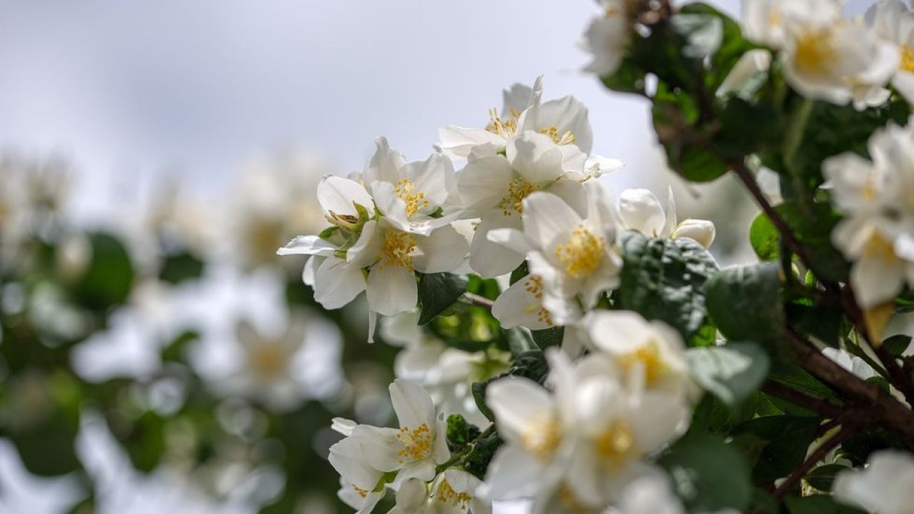 Filadélfia/Laranja Falsa