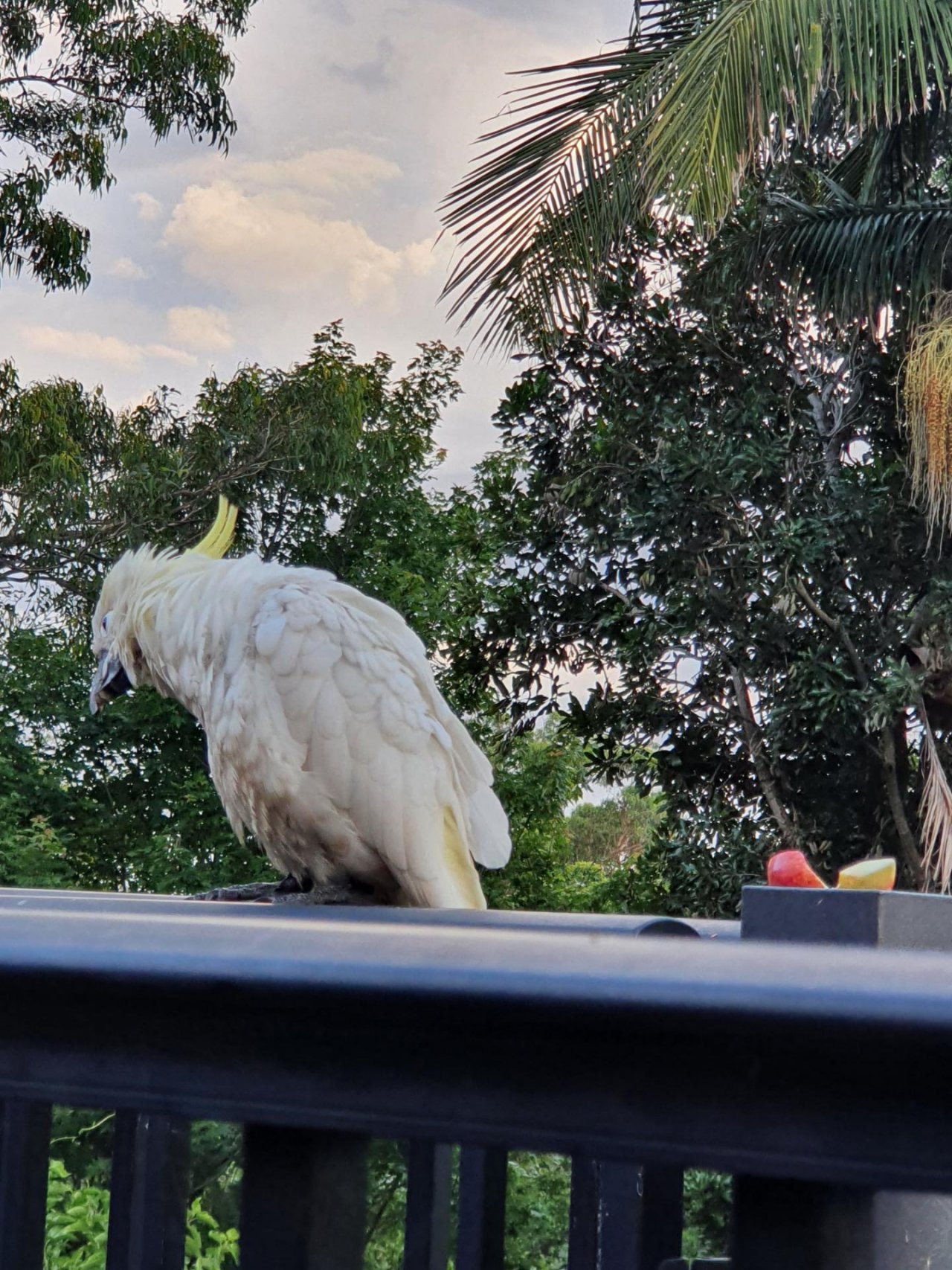 Sulphur-crested Cockatoo in Big City Birds App spotted by MarisaV on 30.01.2021