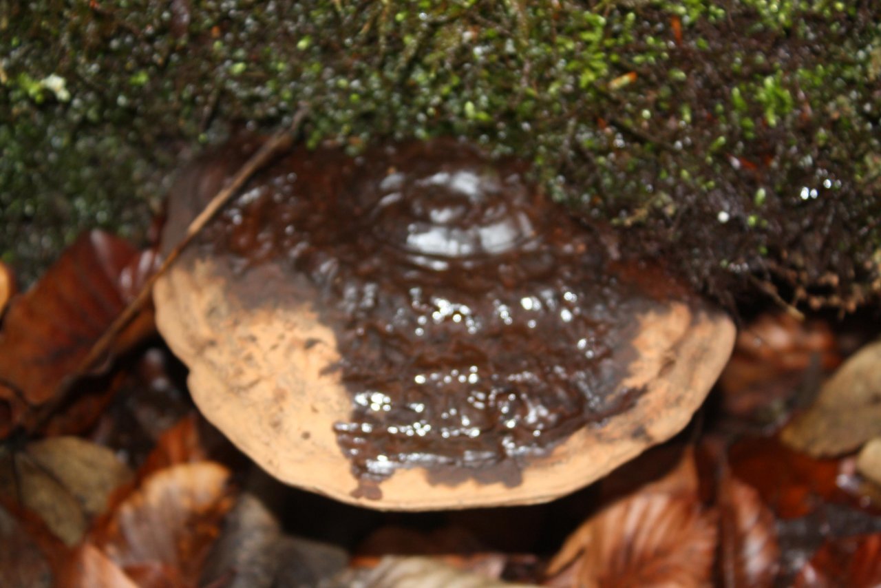 Flacher Lackporling in Pilzfinder App spotted by Treitner on 11.12.2020