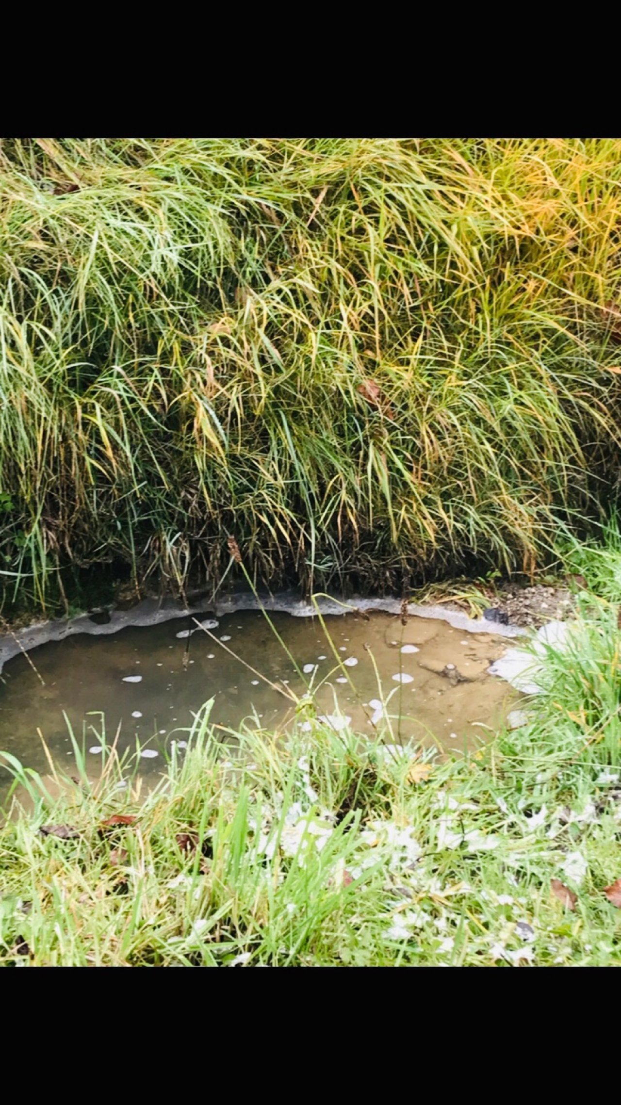 virtual scale in CrowdWater App spotted by TrishaBharath on 29.11.2020