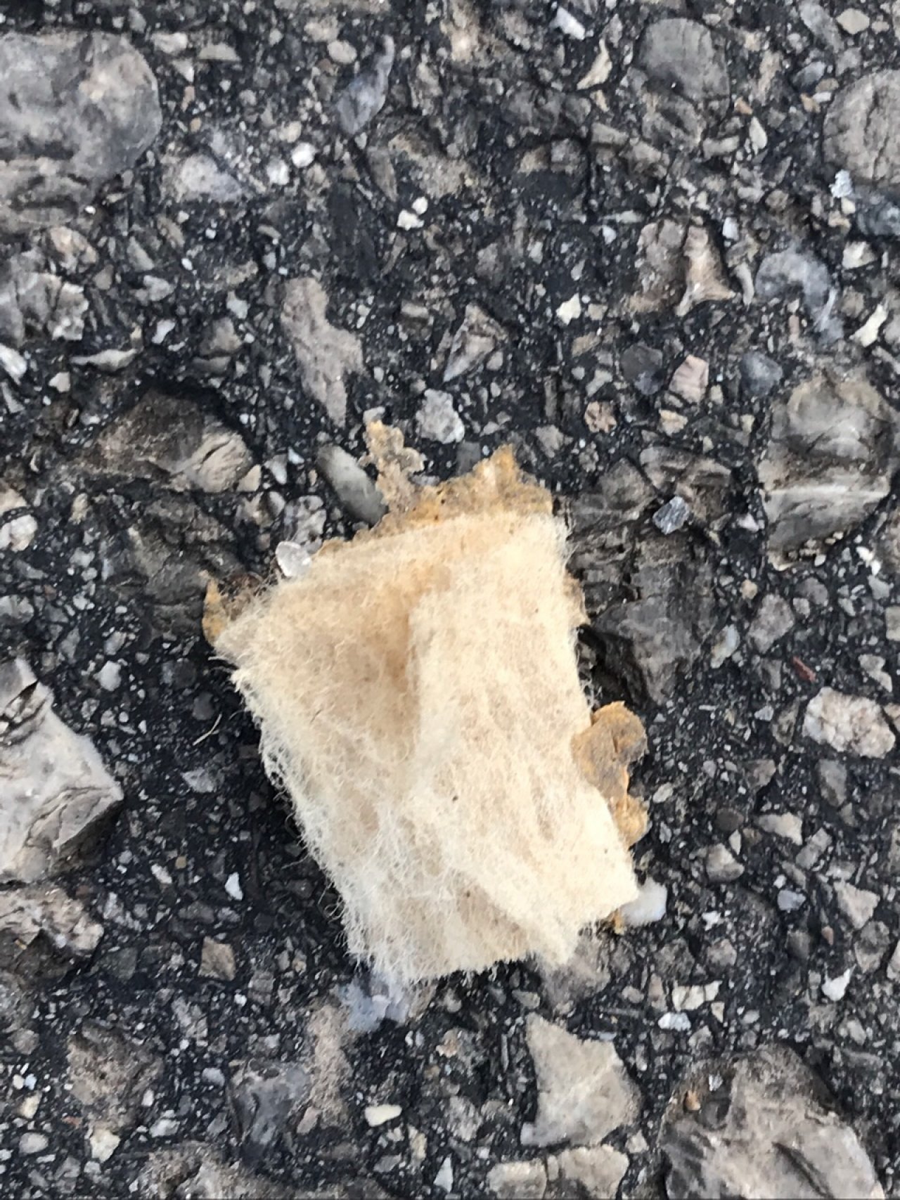 litter in DRECKSPOTZ | GLOBAL 2000 App spotted by Baumi21 on 20.12.2020