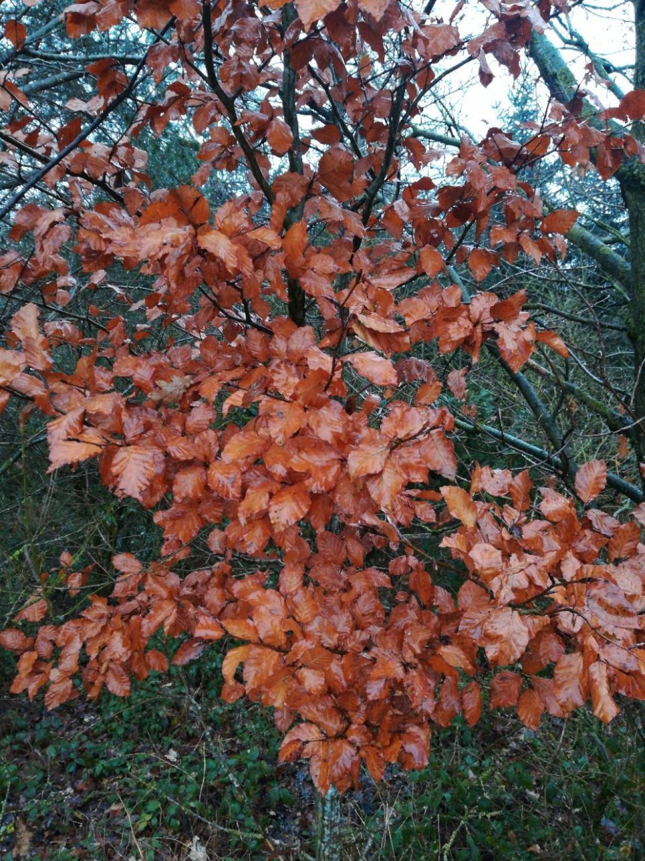Hainbuche in Naturkalender App spotted by Elisabeth Haselberger on 13.12.2020
