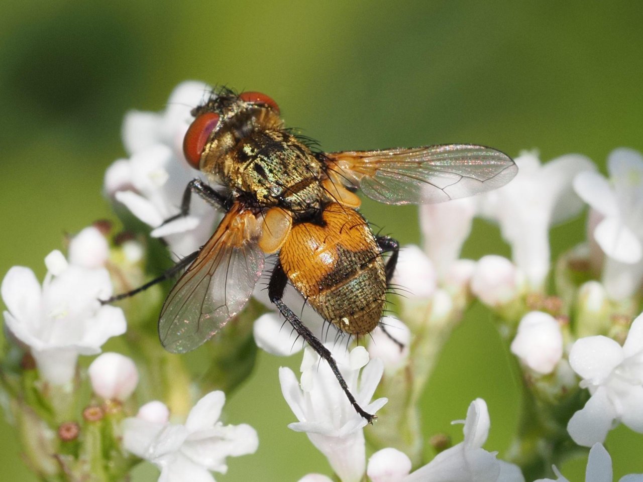 Animals in NatureSpots App spotted by Waldgeist on 12.07.2020