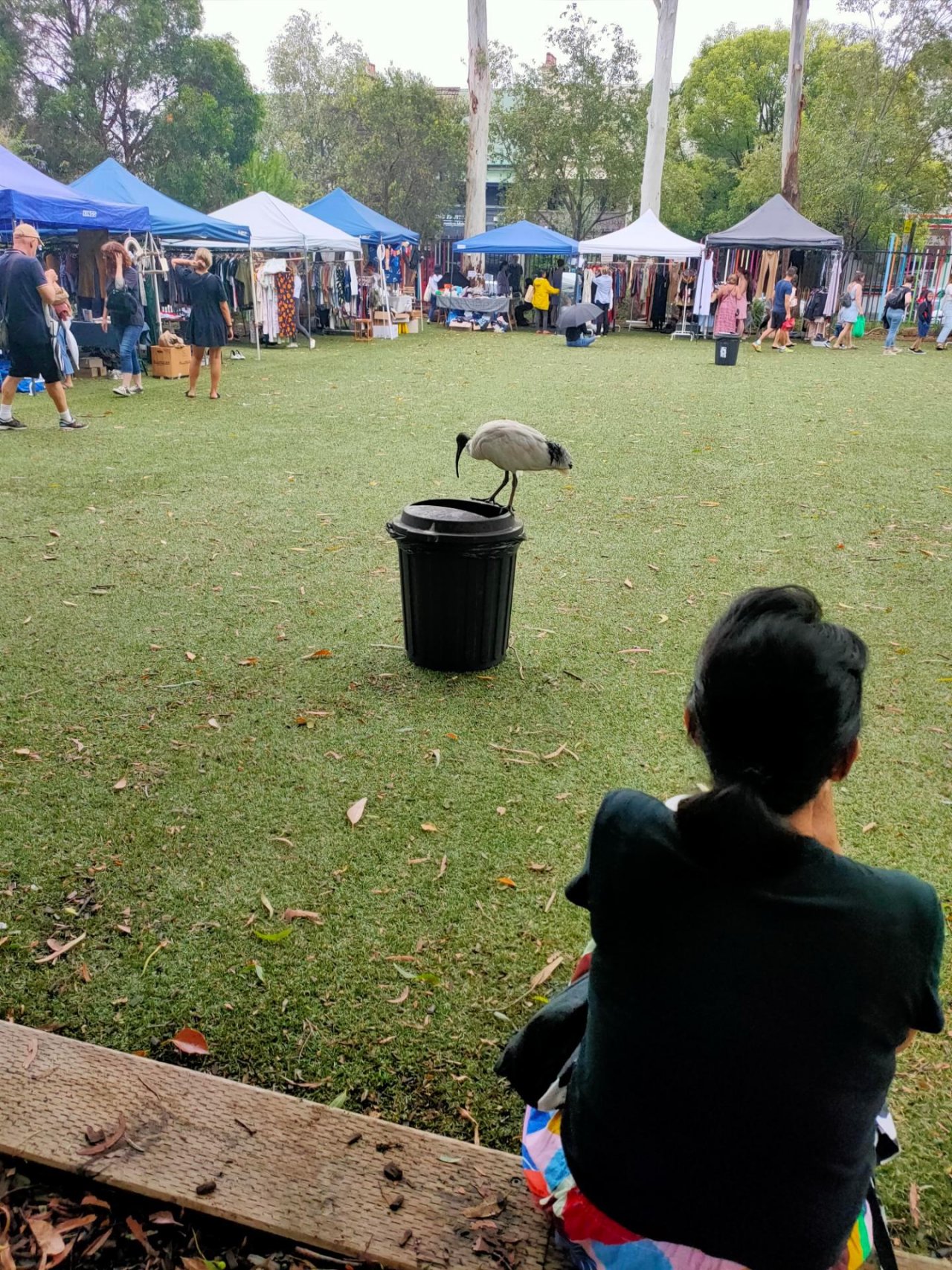 White Ibis in Big City Birds App spotted by Dray Tay on 30.01.2021