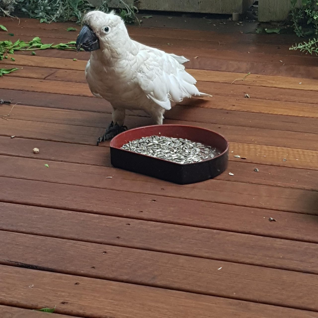 Sulphur-crested Cockatoo in Big City Birds App spotted by Patricia on 14.12.2020