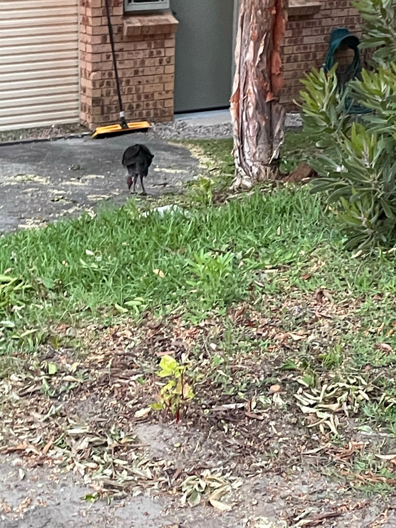 Brush-turkey in Big City Birds App spotted by John Newton on 14.01.2021