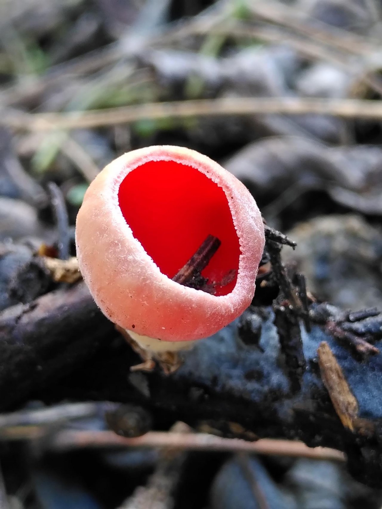 Fungi in NatureSpots App spotted by TheOSWR on 22.01.2021