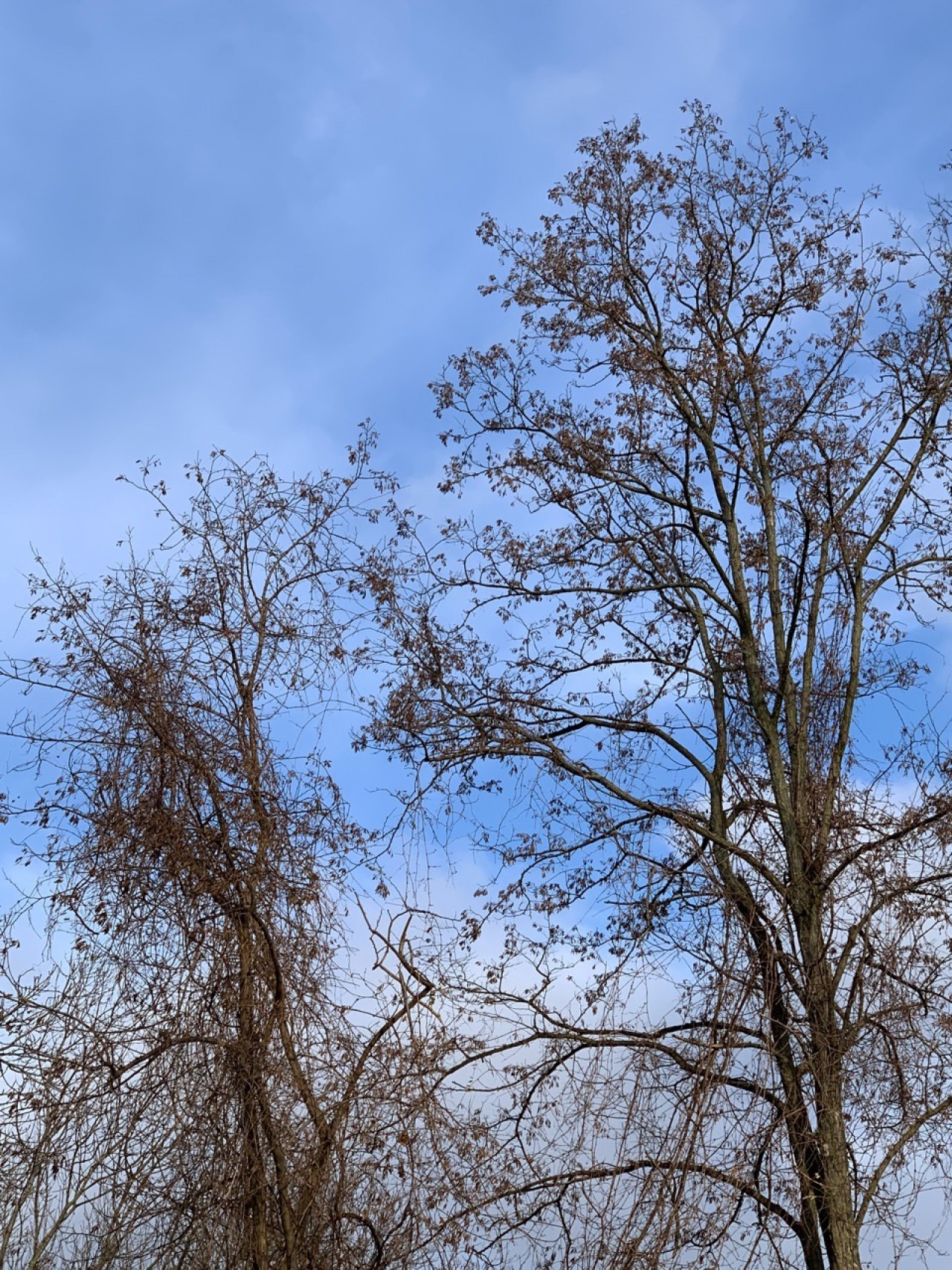 Entlaubte Robinien und Waldreben in Winterruhe. | Naturkalender App | 09.12.2020