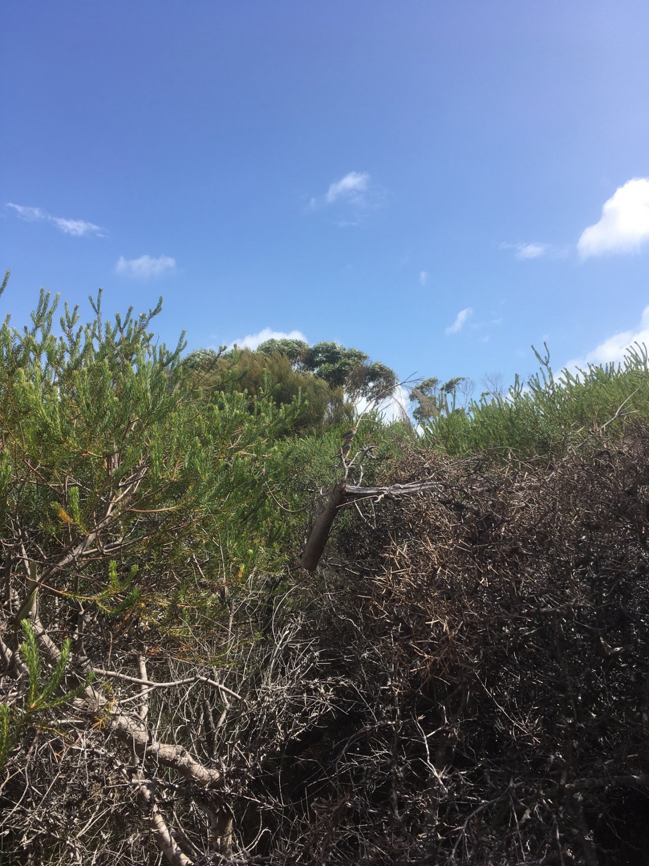 Other bird in ClimateWatch App spotted by Lisa Fowkes on 12.03.2021