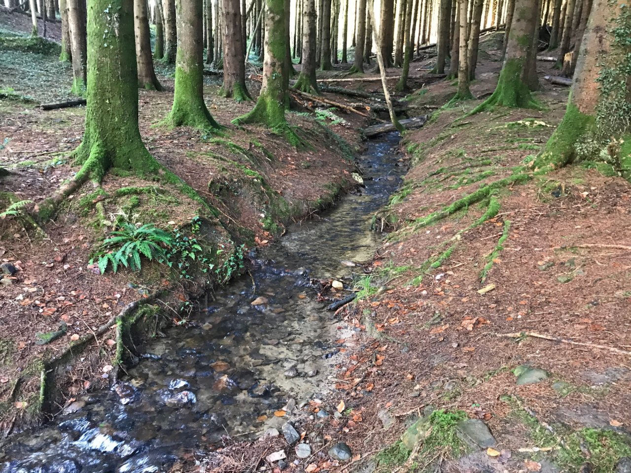 temporary stream in CrowdWater App spotted by Frances Attwood on 12.12.2020