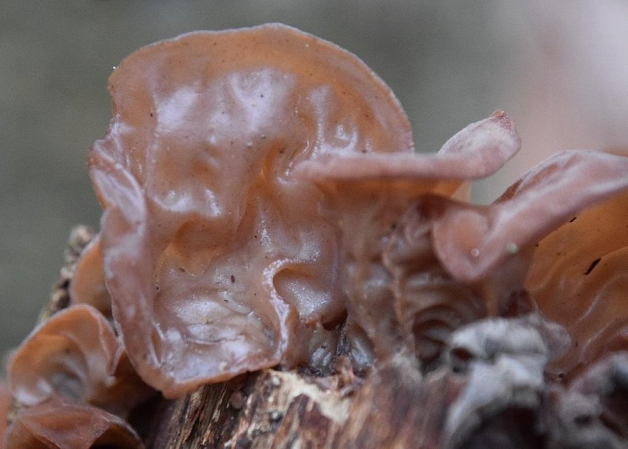 Judasohr in Pilzfinder App spotted by Markus Sabor on 13.12.2020